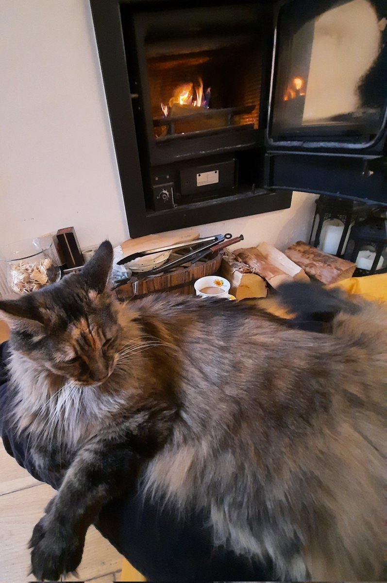 RubyTuesday_Ldn's tweet image. 😻 Friyay! Celebrate the little thing gratefully. #CaturdayEve #CatsOfTwitter