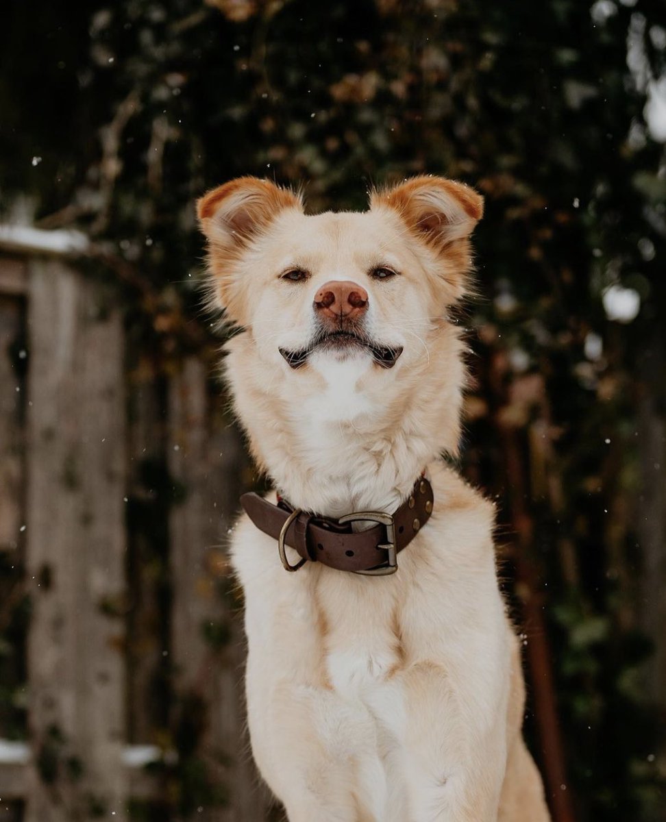 MFW we finally have somewhere to go that’s more fun, less serious, and all of our friends are here 🙌🏼 RT if you’re feeling relieved to be here  #twitterdogcommunity #dogsontwitter