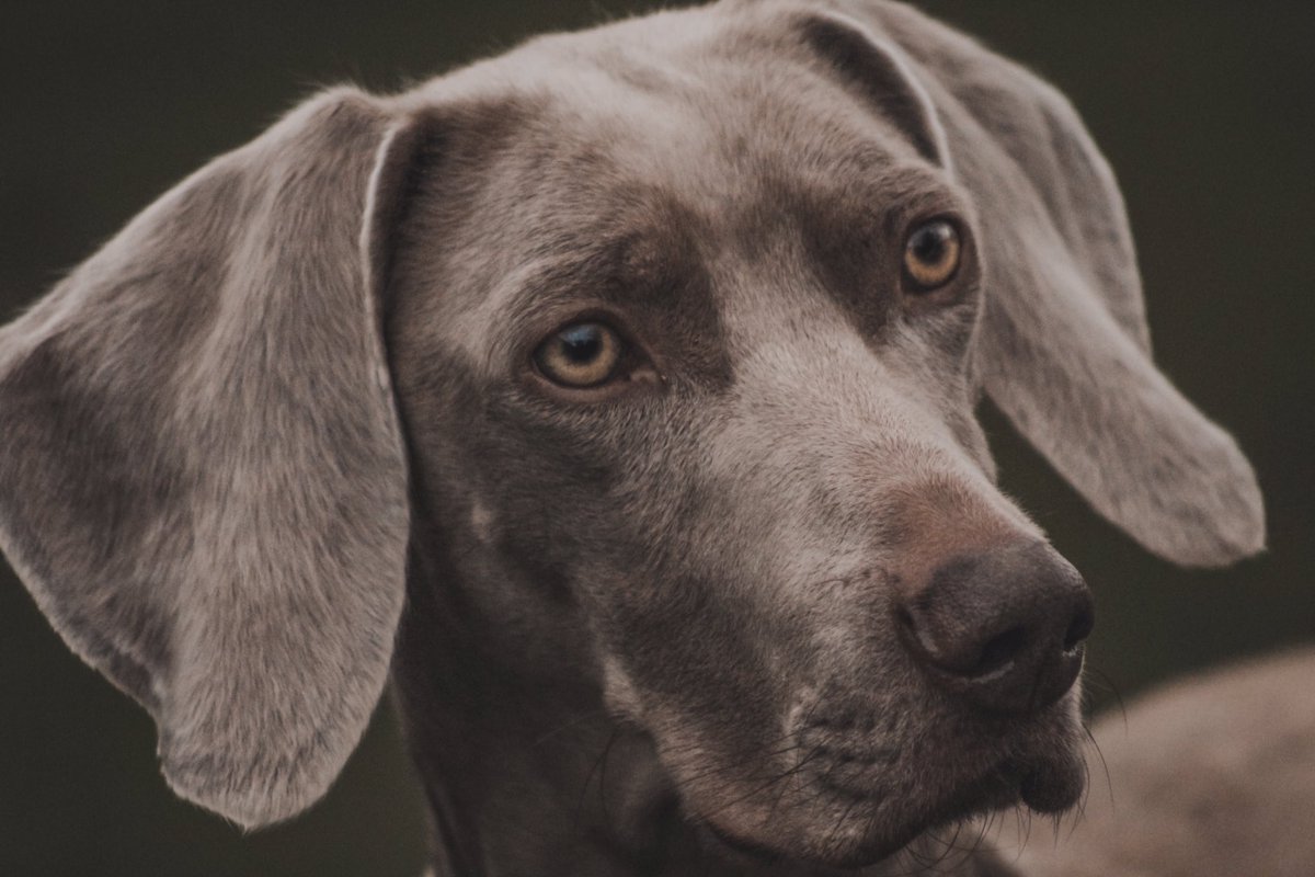 Lilly the dramaraner tweet media