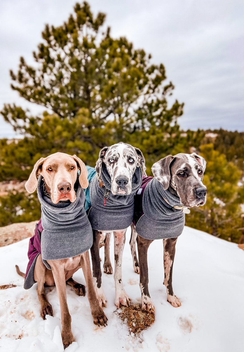 The Hull Pack tweet media