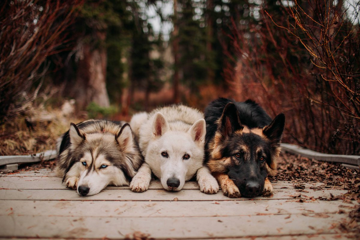 wanderin.wild tweet media