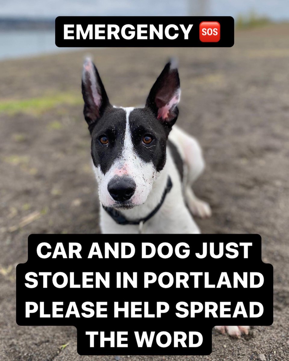EmmaRuthRundle's tweet photo. EMERGENCY in Portland Oregon. Car and dog just stolen.  car was last seen in the Hollywood neighborhood near 42nd and Broadway. It’s a black Kia Niro license plate MLE 310. Dog is 40lb female Birdie #Portland #cartheft #emergency #missing https://t.co/eSJHXILVk7