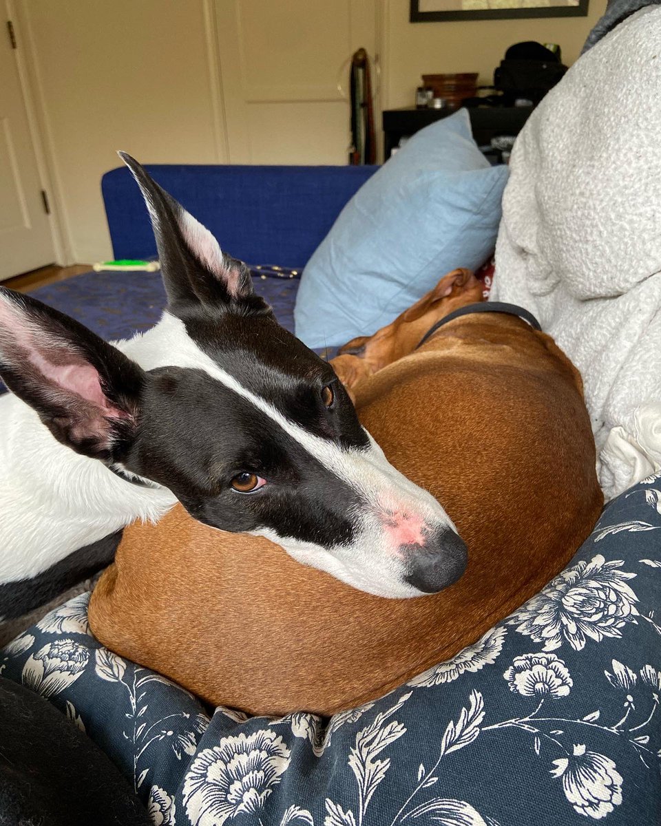 EmmaRuthRundle's tweet photo. EMERGENCY in Portland Oregon. Car and dog just stolen.  car was last seen in the Hollywood neighborhood near 42nd and Broadway. It’s a black Kia Niro license plate MLE 310. Dog is 40lb female Birdie #Portland #cartheft #emergency #missing https://t.co/eSJHXILVk7