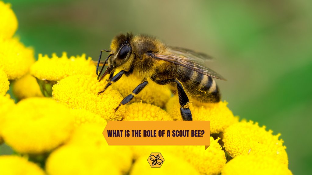 BeeManBuzz's tweet image. Scout bees are the ones who find new locations. 

They are looking for a place that is protected from the elements and predators.

#thebeeman #beemanbuzz #beeservice #beeremovalservice #wasps #honeybee #yellowjacket