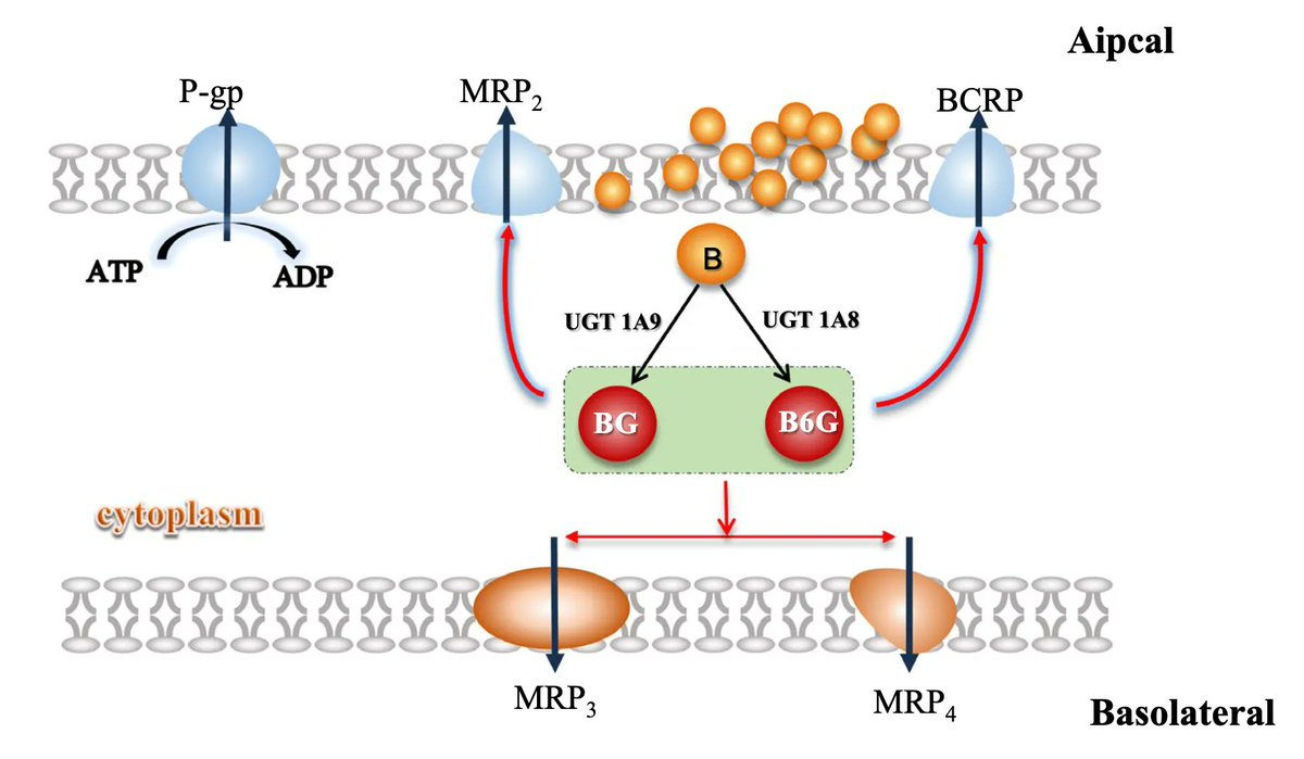 PRandP_Journal's tweet photo. Pharmaceutical excipients improve the #bioavailability of drugs. Cao et al. have characterized how the excipient #PEG400 effects the absorption of #Biacalein, a potential candidate for #cancer treatment. #Metabolism #Pharmacokinetics #Pharmacology #PR_P
https://t.co/gvpodthQbB https://t.co/e6TN7WqqyW