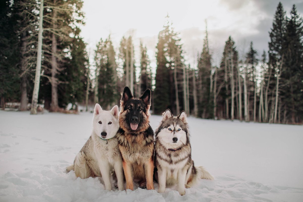 wanderin.wild tweet media