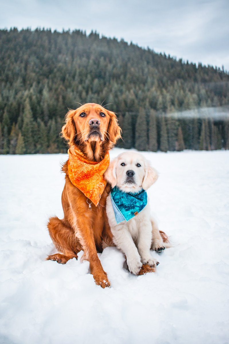 ✨ Here we are fellow dog Twitters ✨ 

#dogsoftwitter #dog #goldenretriever