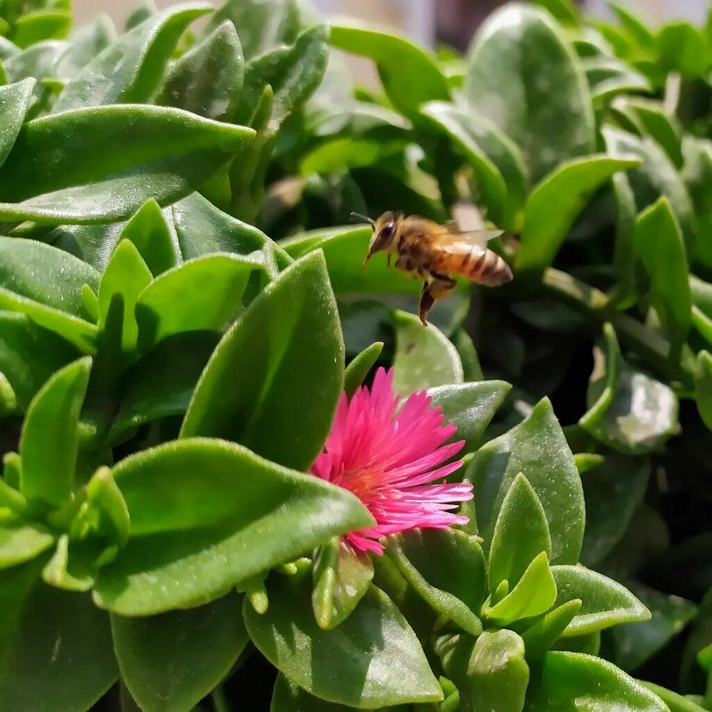 dragon_azul93's tweet photo. No importa lo que pase, siempre estoy pendiente de los pequeños detalles.

#Photo #Bee #Lima #DragonAzul #Flor https://t.co/06OAfLx8z8 https://t.co/aGEL6oRZs2