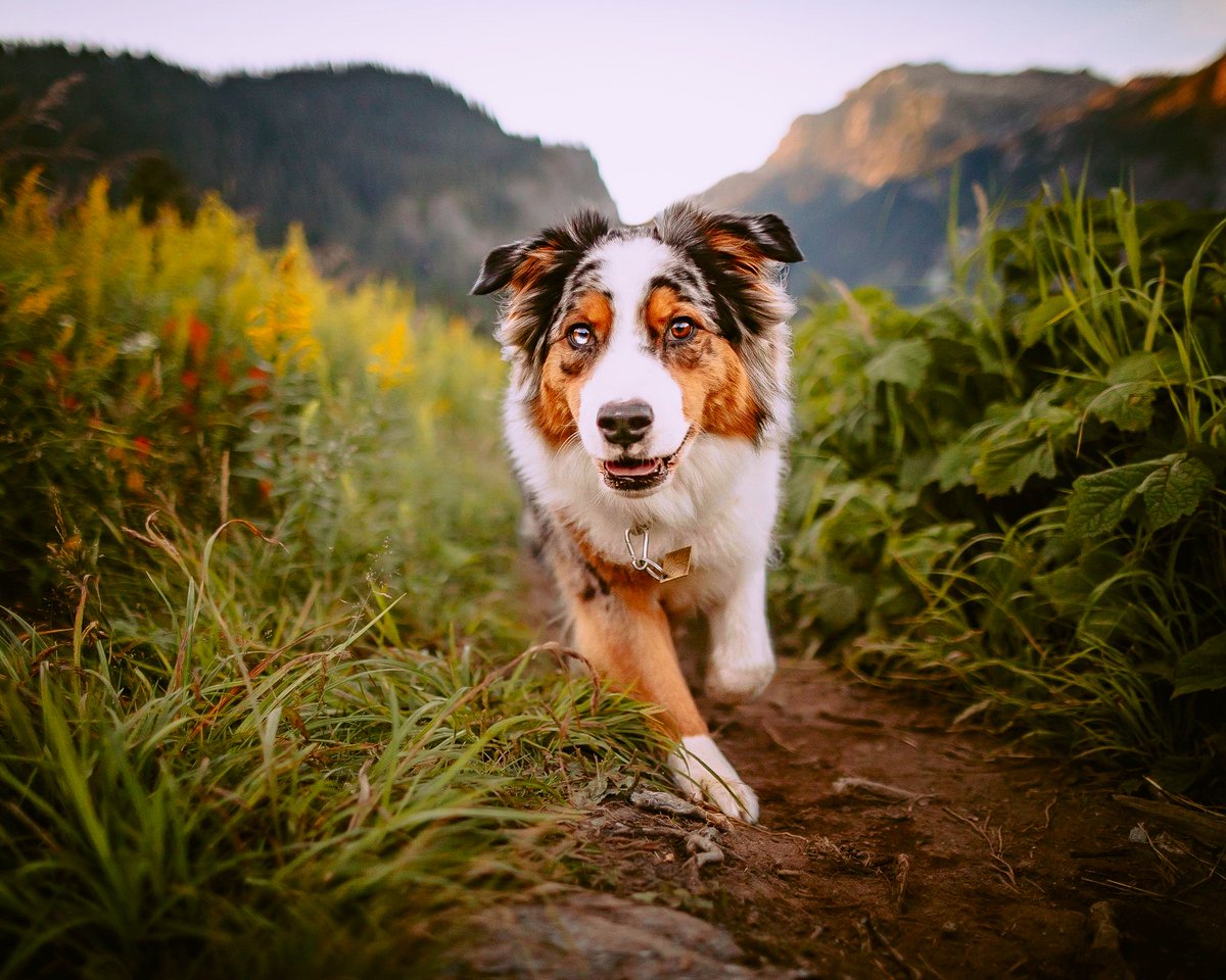 #dogsofinstagram running over to the #twitterdogcommunity and #dogsoftwitter like