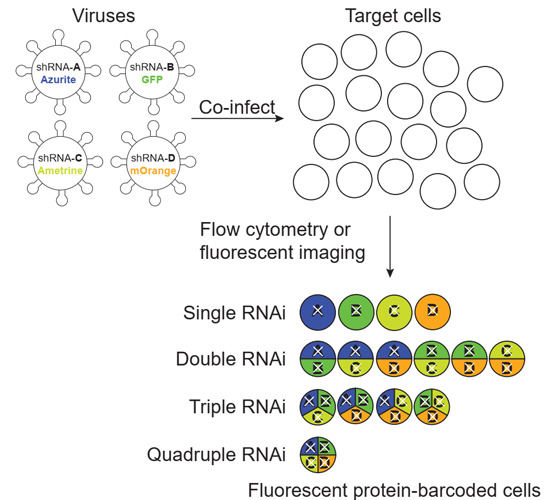 emboreports's tweet photo. Junli Luo @scrippsresearch and co-authors: A cost-effective #microRNA-based #shRNA viral #toolkit for a multicolor-barcoded multiplex #RNAi assay to silence multiple genes in every possible combination at #singlecell level. #RNAinterference #knockdown
https://t.co/OFHkte2YEM https://t.co/Ho260ZLtOB