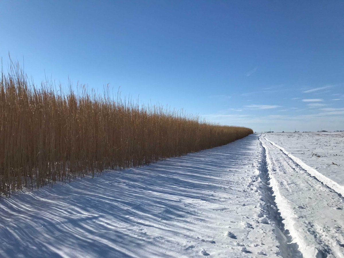 CABBI (@cabbibio) on Twitter photo A little snow never stops our #CABBI researchers from working in the field! 🌨️ 🌾
Postdoc <a href="/Shah_al_Emran/">Shah-Al-Emran</a> worked with Nic Boersma, Jacob Studt and <a href="/BryanPetersen19/">Bryan Petersen</a> on end-of-season miscanthus harvesting at our <a href="/IowaStateU/">Iowa State University</a> SABR Farm!
Winter #FieldFriday ❄️ A little snow never stops our #CABBI researchers from working in the field! 🌨️ 🌾
Postdoc <a href="/Shah_al_Emran/">Shah-Al-Emran</a> worked with Nic Boersma, Jacob Studt and <a href="/BryanPetersen19/">Bryan Petersen</a> on end-of-season miscanthus harvesting at our <a href="/IowaStateU/">Iowa State University</a> SABR Farm!
Winter #FieldFriday ❄️