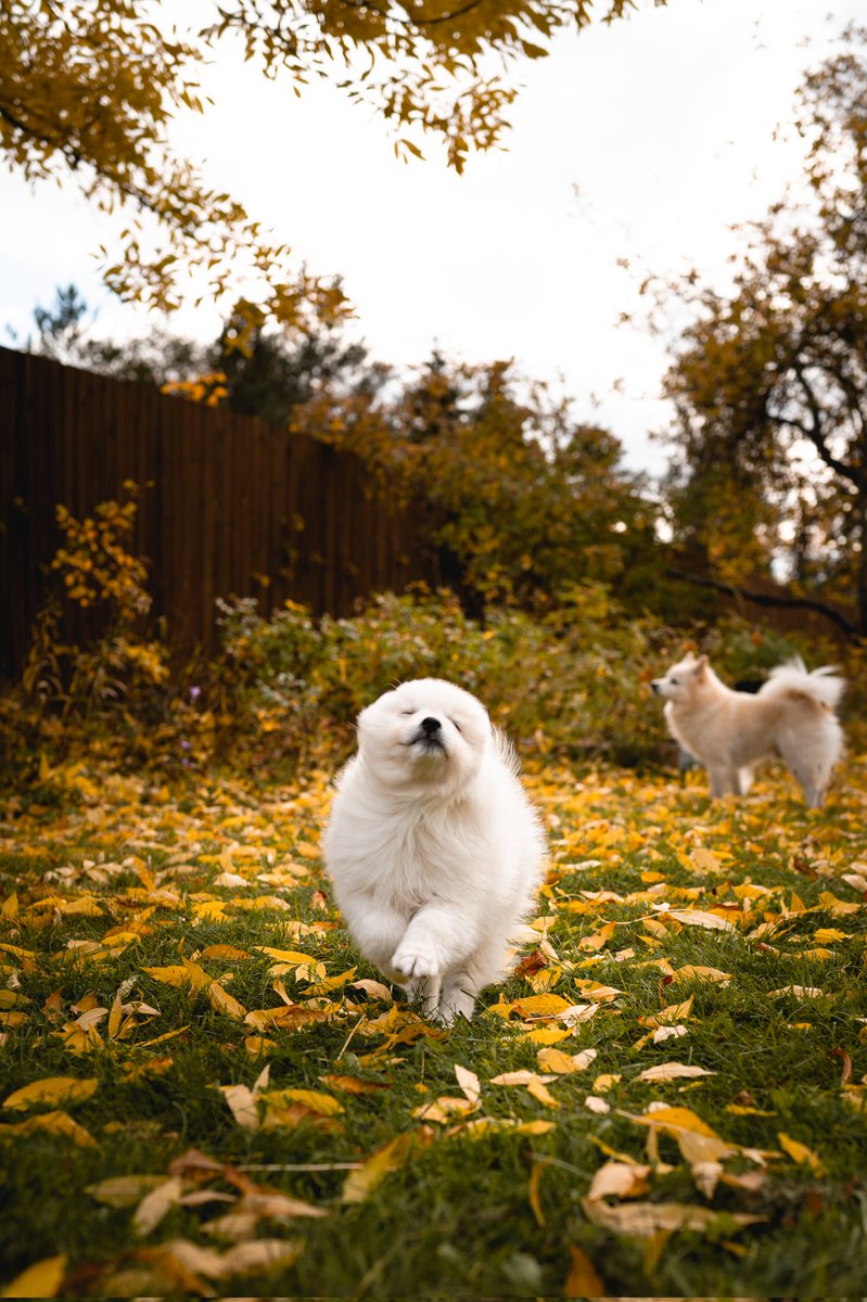 Dog community hopping away from Reelstagram over to Twitter and enjoying photography again 😍 #twitterdogcommunity #twitterdogs #dogsoftwitter #dogsofinstagram #dogphotography