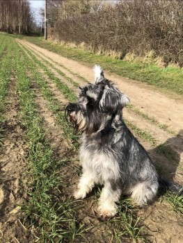 millypod1's tweet photo. RISHI HOME SAFE. THANKS FOR RT's πππΎ
24 FEB 2022 #Lost #ScanMe
Schnauzer Minature Male
Bangors Road North #Iver - between Anslow Gardens & St Davidβs Close at 4.30pm - Last seen running out of Iver Heath rec onto #A412 #Buckinghamshire #SL0
SIGHTINGS*
https://t.co/A4C8MqRGij https://t.co/EZEDlPLyIe
