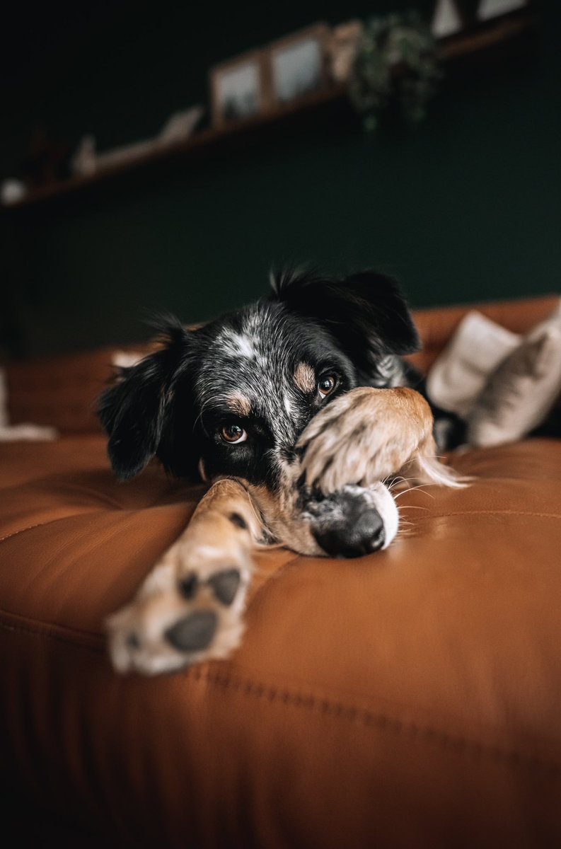 thegoodmutt tweet media