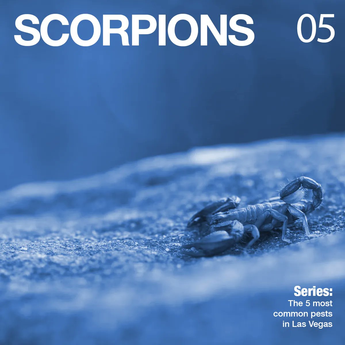 trixpest's tweet photo. Our Top 5 list comes to a close! Our final spot on the list of common pests in Las Vegas is the SCORPION! One very common reason scorpions sometimes find their way onto someones property, is they love to hang out under rocks and in the dark crevices of palm trees! https://t.co/iWVpf7Ibdt