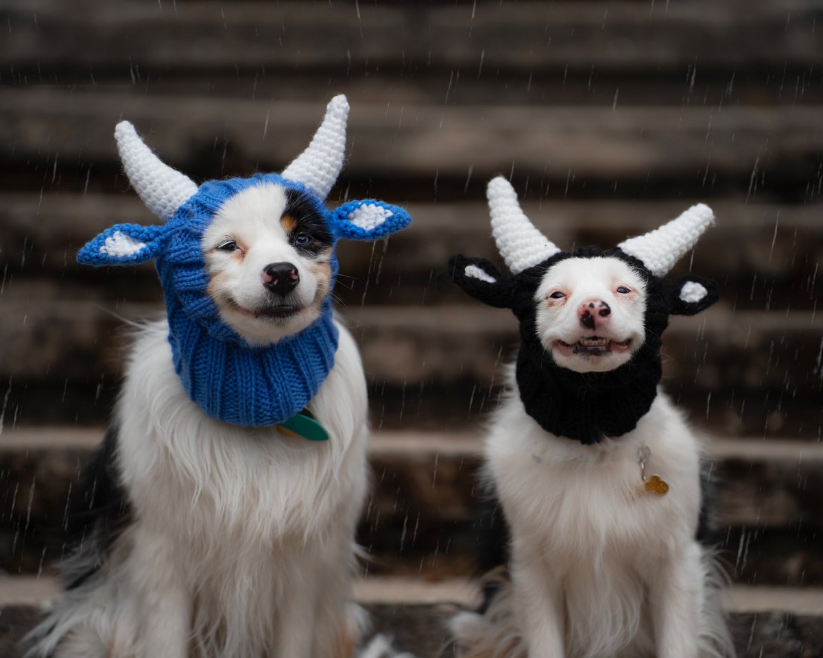 Jessie & Lala Kraan tweet media