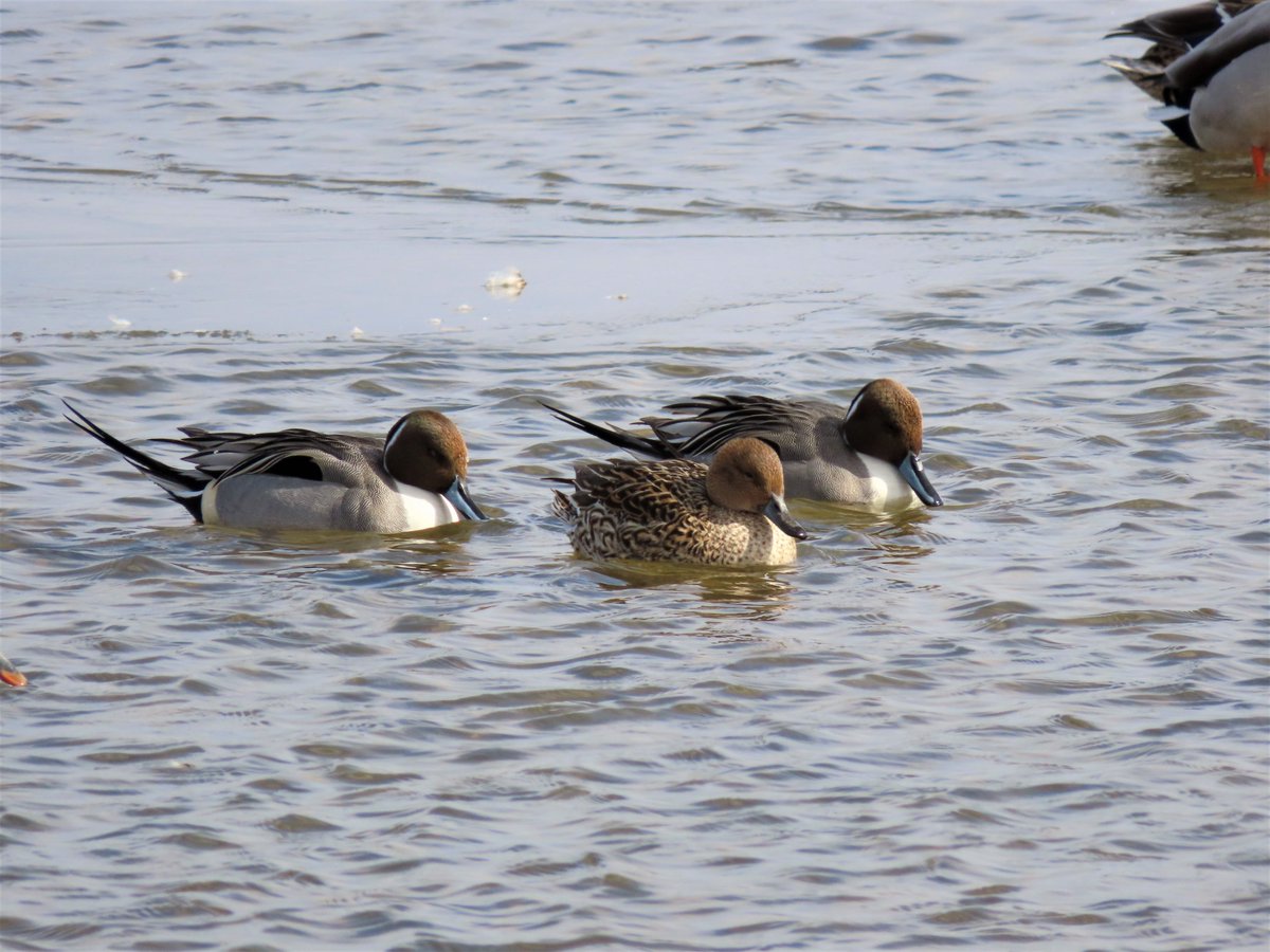Wisconsin Society for Ornithology tweet media
