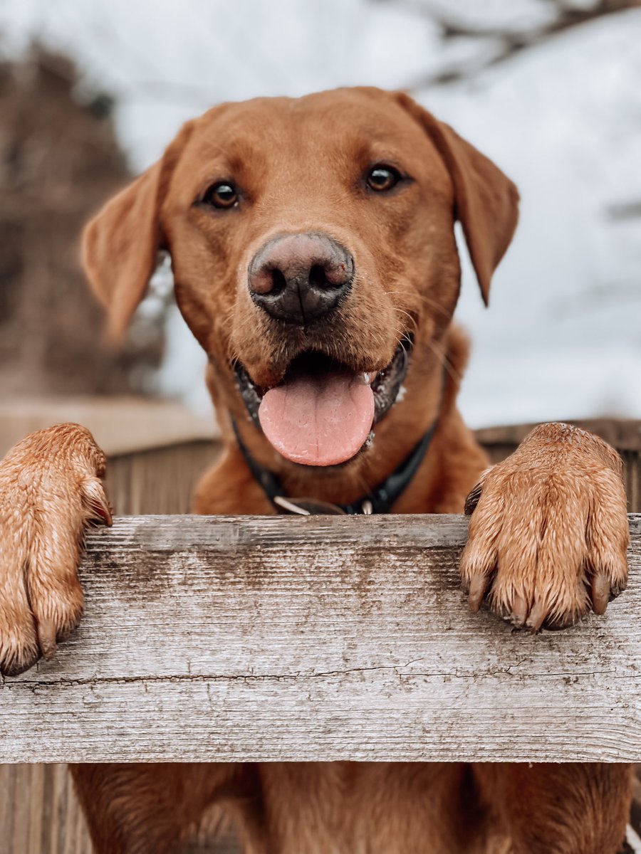 Bailey 🐾 tweet media