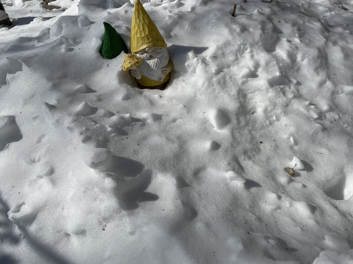 jeramie00's tweet photo. Gnomes are sprouting early this year https://t.co/lDJ3DQ9iDF