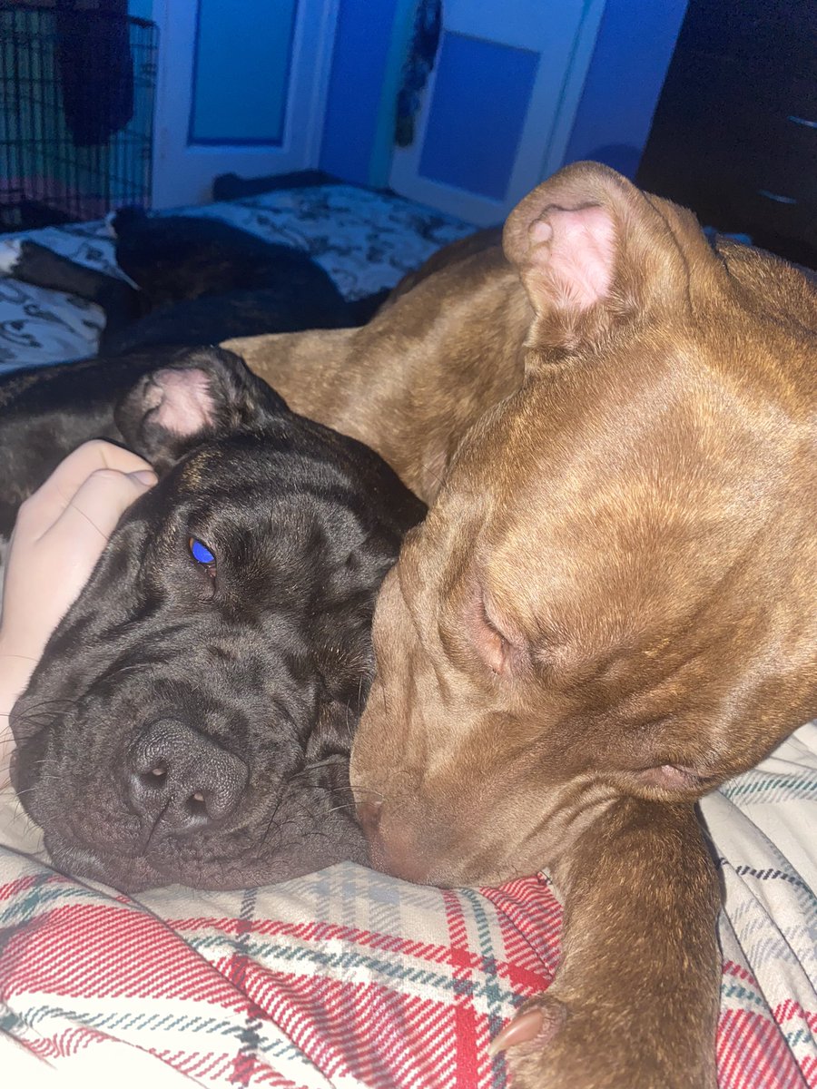 How is everyones days going so far? #twitterdogcommunity