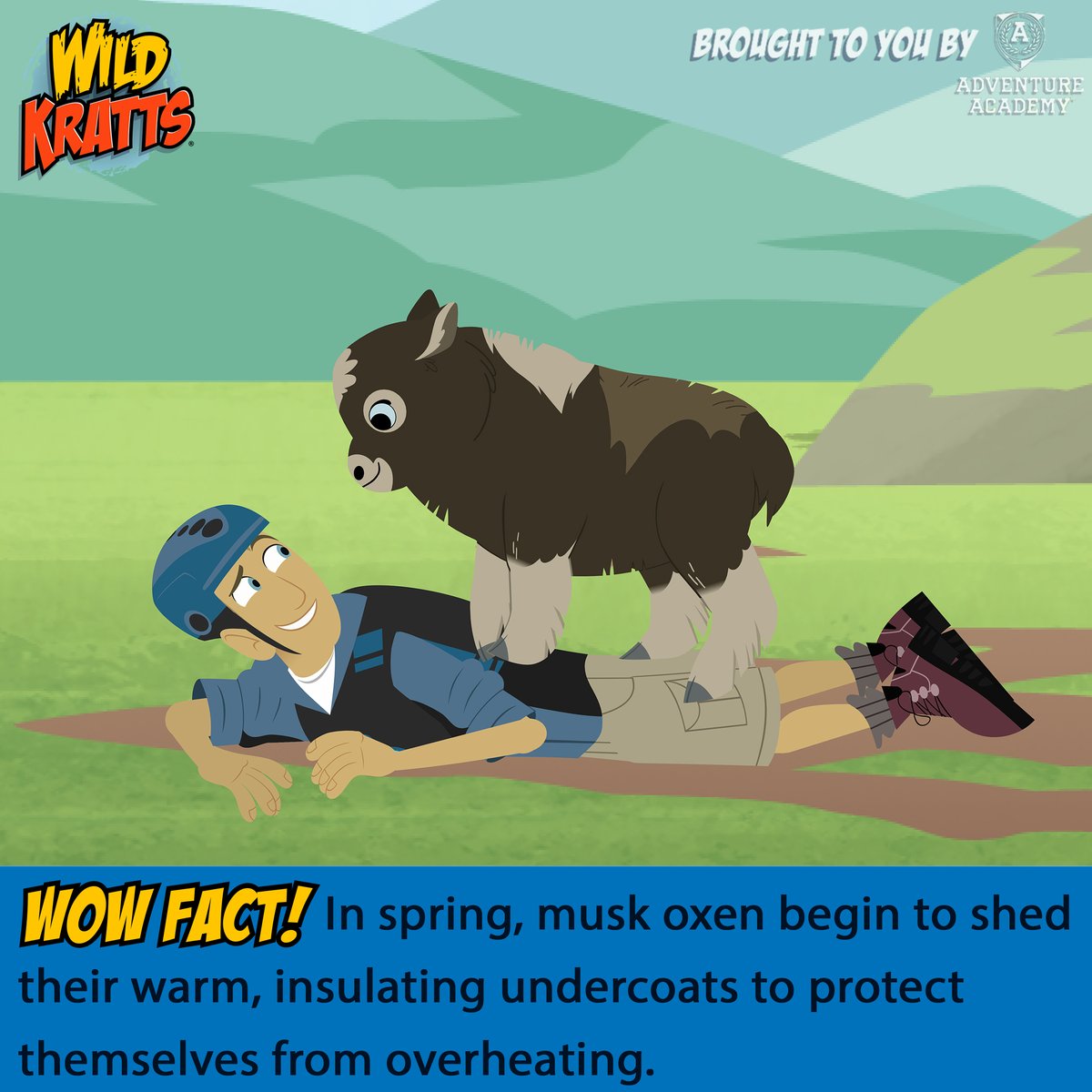 'Musk-Ox Mania' is now streaming on the @pbskids player!

Musk oxen can live year-round in the frigid temperatures of the Arctic tundra with the help of their cool Creature Power - a winter coat!

This week's WOW Fact is brought to you by our show sponsor @adventureacademy