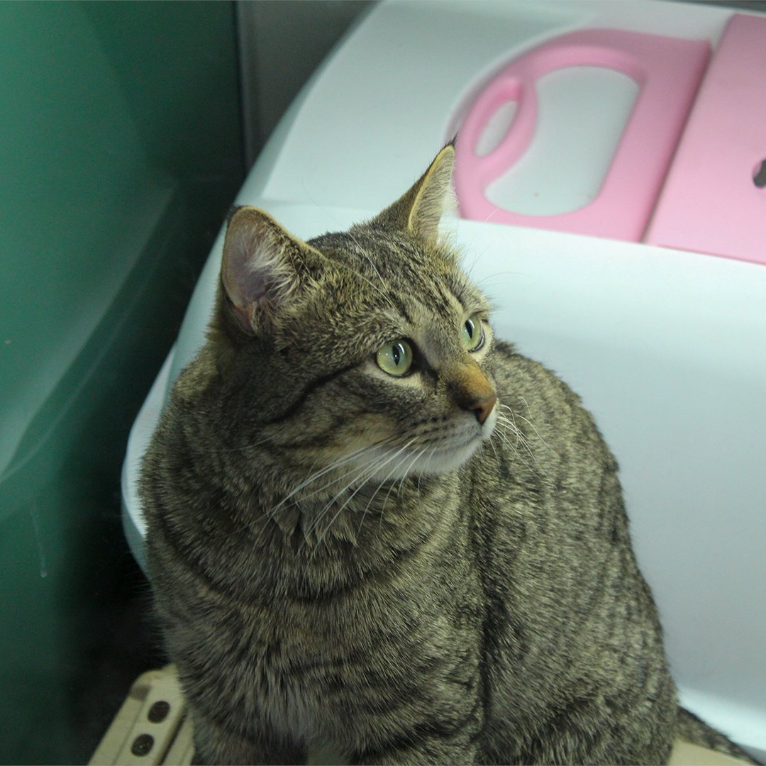 Pisces Pet Emporium tweet media