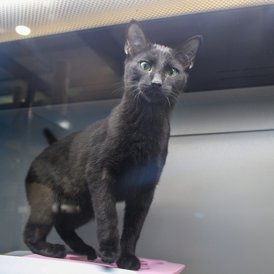 Pisces Pet Emporium tweet media