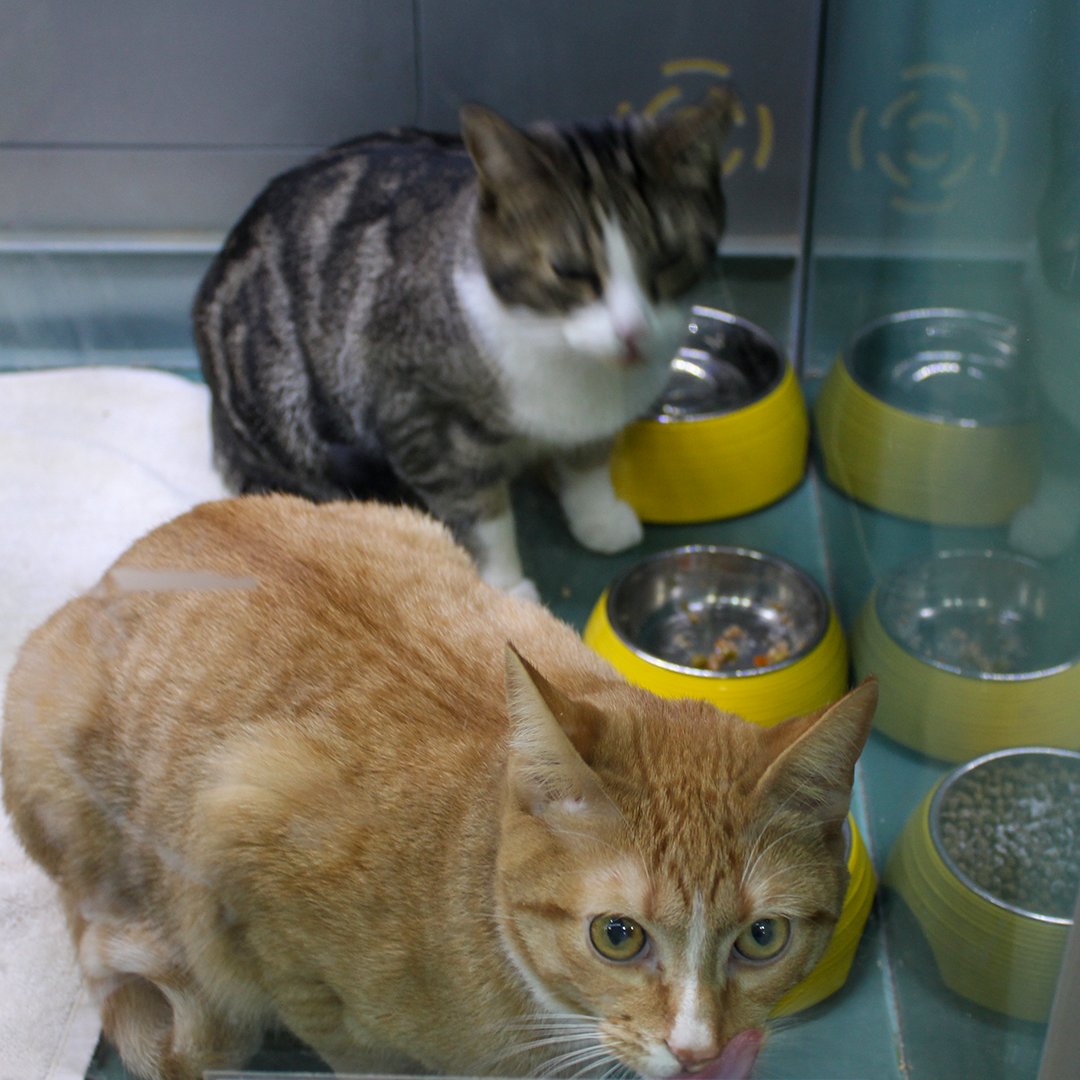 Pisces Pet Emporium tweet media