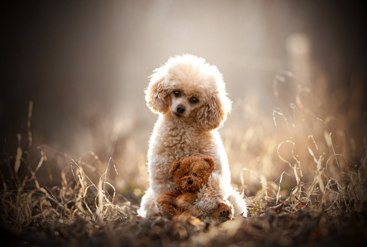 Curlypaw tweet media