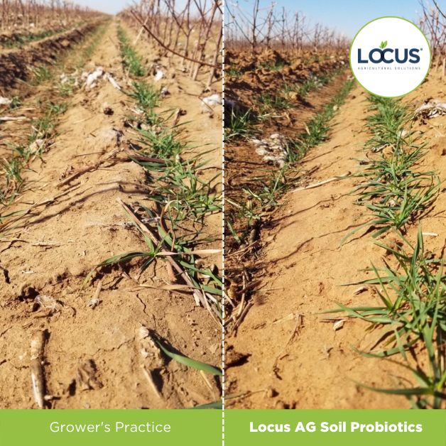 LocusAg's tweet photo. #FieldPicFriday Winter wheat planted among cotton in South Texas. #soilhealth #covercrop https://t.co/rVDyYNoB38