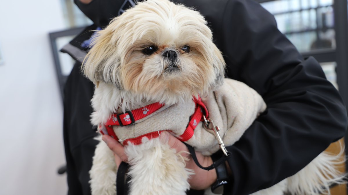 WildeETHonda's tweet photo. Meet our Pet of the Week! 🐶 ❤️
This is Phoenix, a shitzu with a lot of spunk! She's very friendly and loves coming to Wilde with her humans.
Show her some ❤️ by liking this post!
#PetOfTheWeek #Dogspotting #DogsOfMadison #Wilde #ResponsiblePetOwnersMonth https://t.co/ZyCYtG96Ft