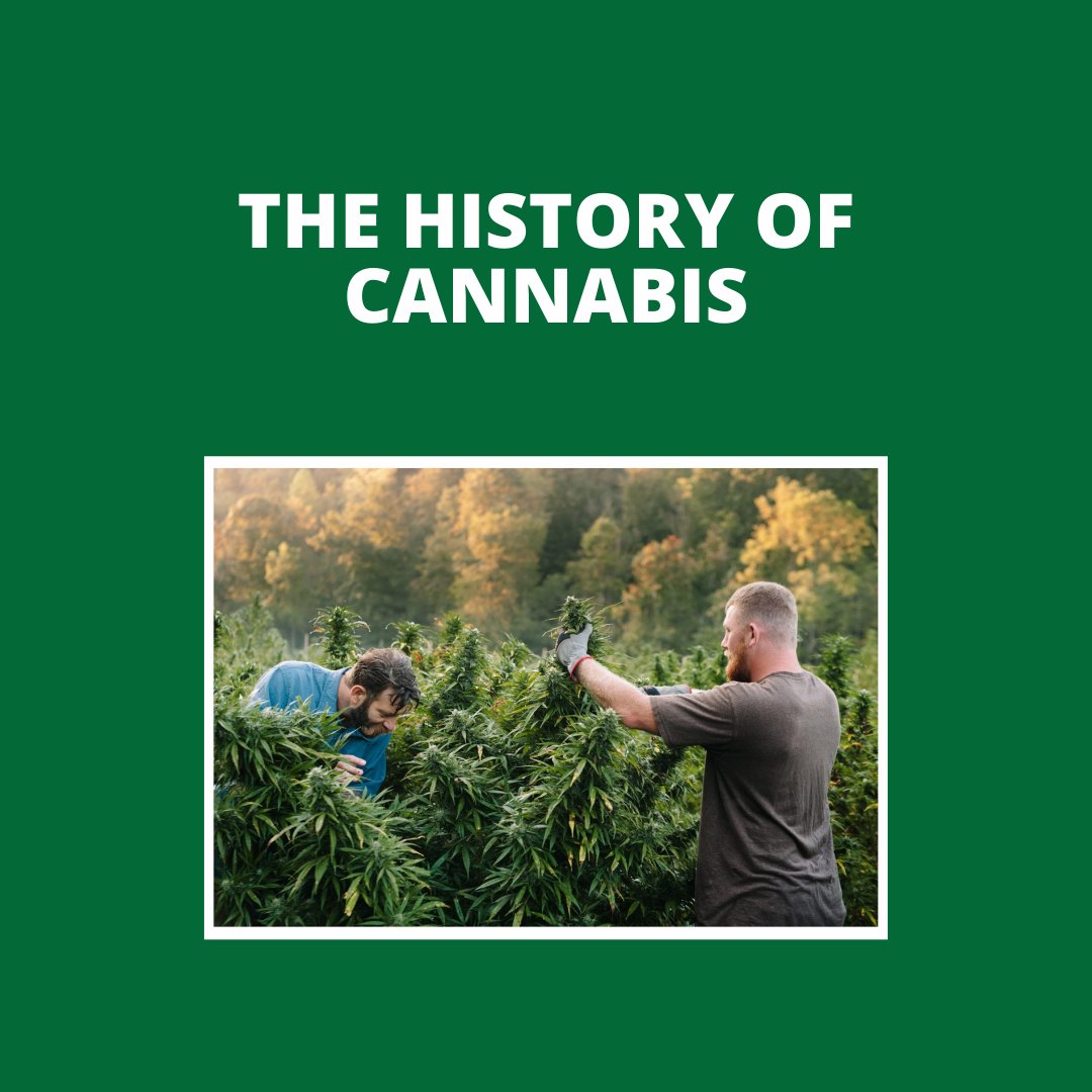 GreeneryMap's tweet image. Ever wanted to learn about the history of cannabis? We have some answers for you:

ow.ly/XxCp50HKIjz

#cannabis #cannabisblog #cannabisapp #cannabistech #cbd #mmj #cannalife