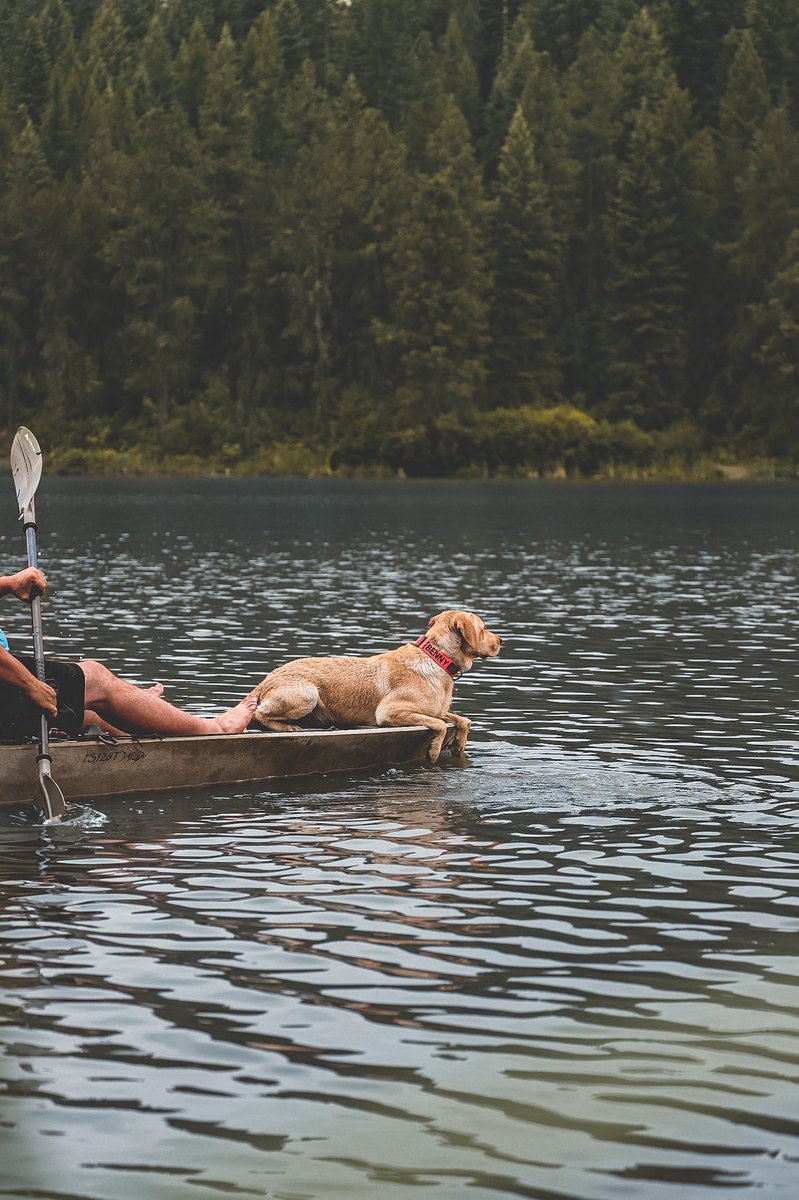 You know what blows my mind? Have found so many accounts on here that are very established on Insta and even share many multiple followers as me…but it took the #massdogexodus to find them on Twitter. #blessed 

•
#twitterdogcommunity #DogCommunity