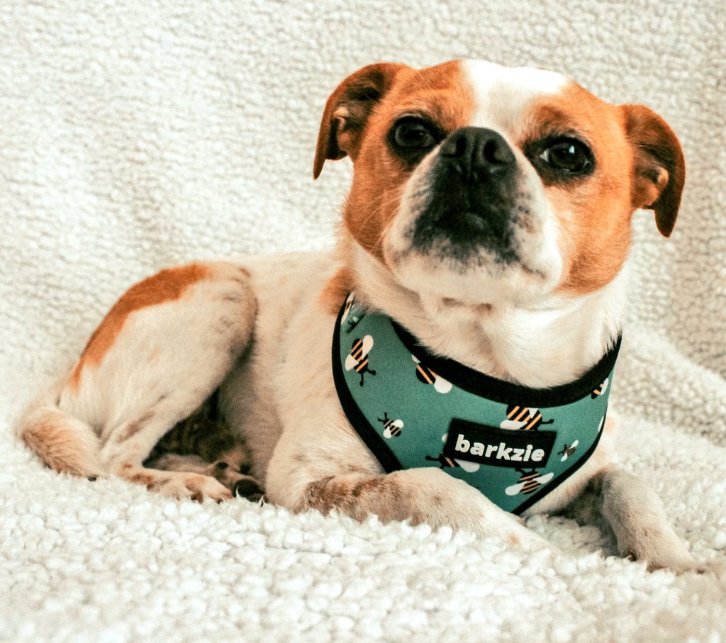 Just looking to my face, I'm a good boy or not?🤭🤪
#dogsoftwitter #doglovers #dogoftheday