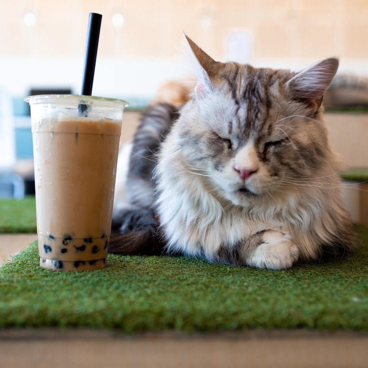 Yay! It's Friday! Why not come celebrate with some cats and #coffee?
