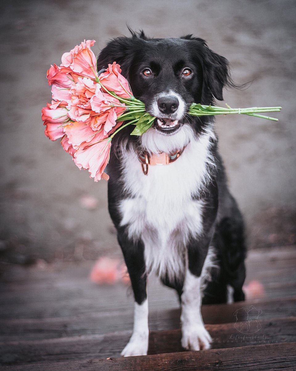 𝓸𝓾𝓻 𝓽𝓪𝓲𝓵𝓼 tweet media