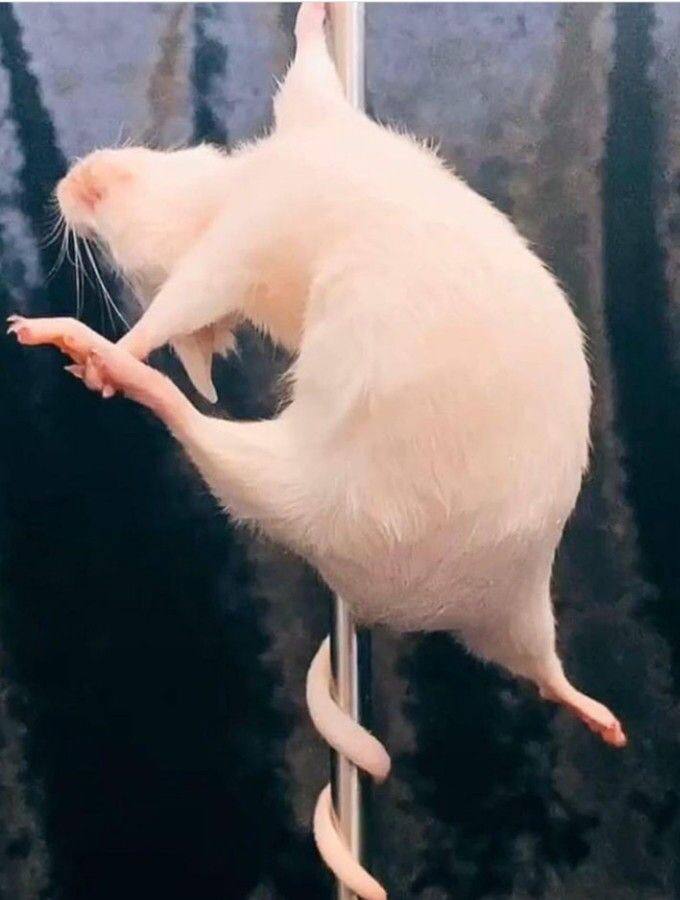 танец крысок. танцующие мыши. танцующие крысы. крысы подружки. 2 танцующие крысы.