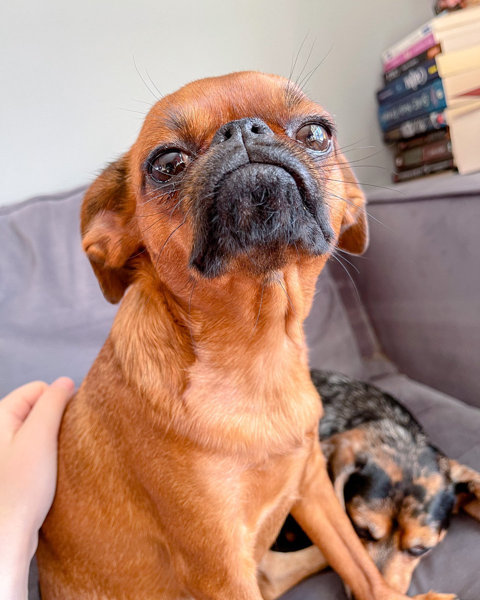 What do you think about the jumping on Twitter trend ? 🤔 

#twitterdogcommunity #twitterdogs #dogsoftwitter #DogsofTwittter #dogsofinstagram #puglife