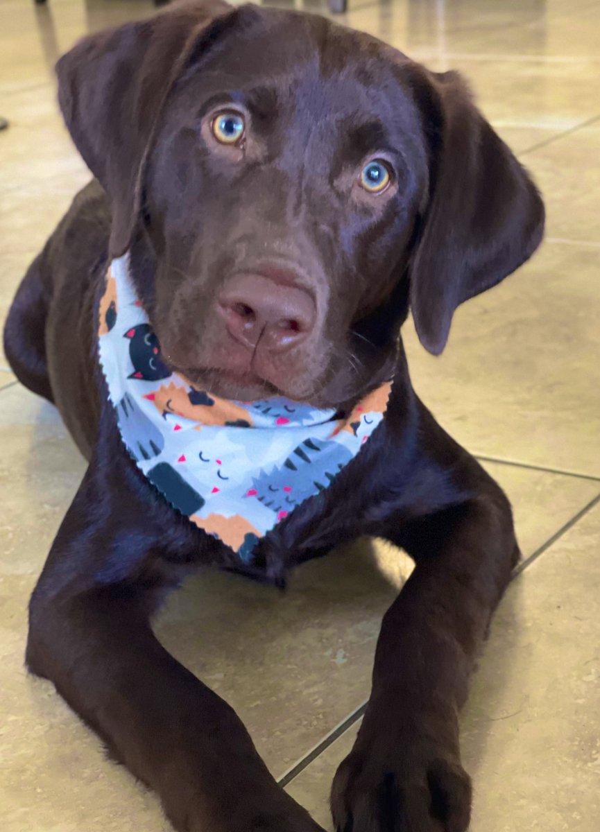 Vanebenedit's tweet photo. My wittle model got his first grooming done today and idk how to act…so handsome!! 🥰♥️ https://t.co/0feHFzZnve