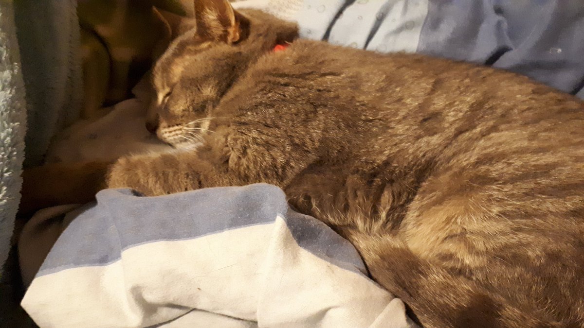 CatHeide's tweet photo. So tired https://t.co/oyYqVcAurt