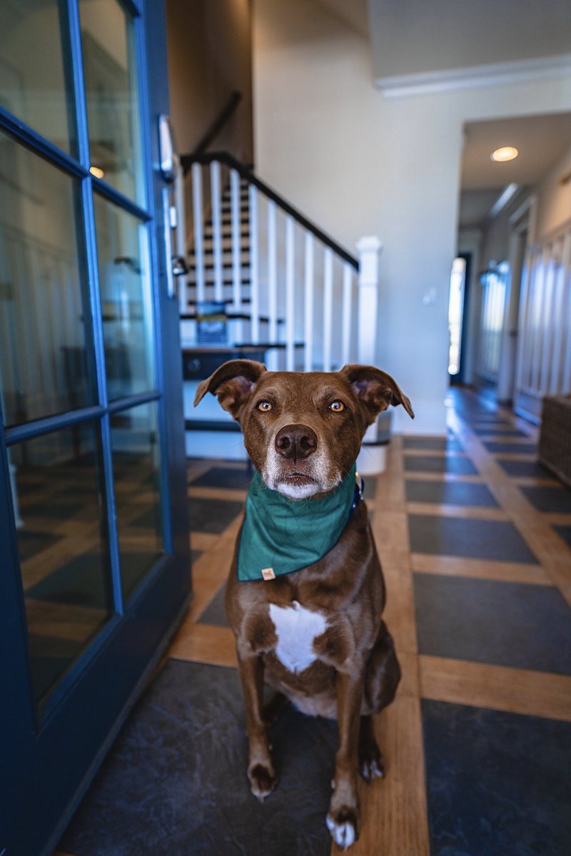 Well I did it, but I have no idea what I’m doing. Here’s to hopefully surpassing like 2 likes in Instagram 🤣 #dogsoftwitter #bentley #twitterdogcommunity