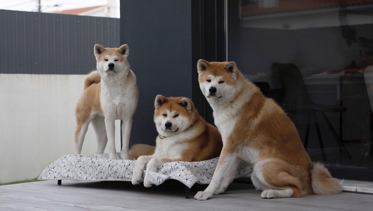 @gobattousai (on insta) will be posted here too!! 🤩 #dogsoftwitter