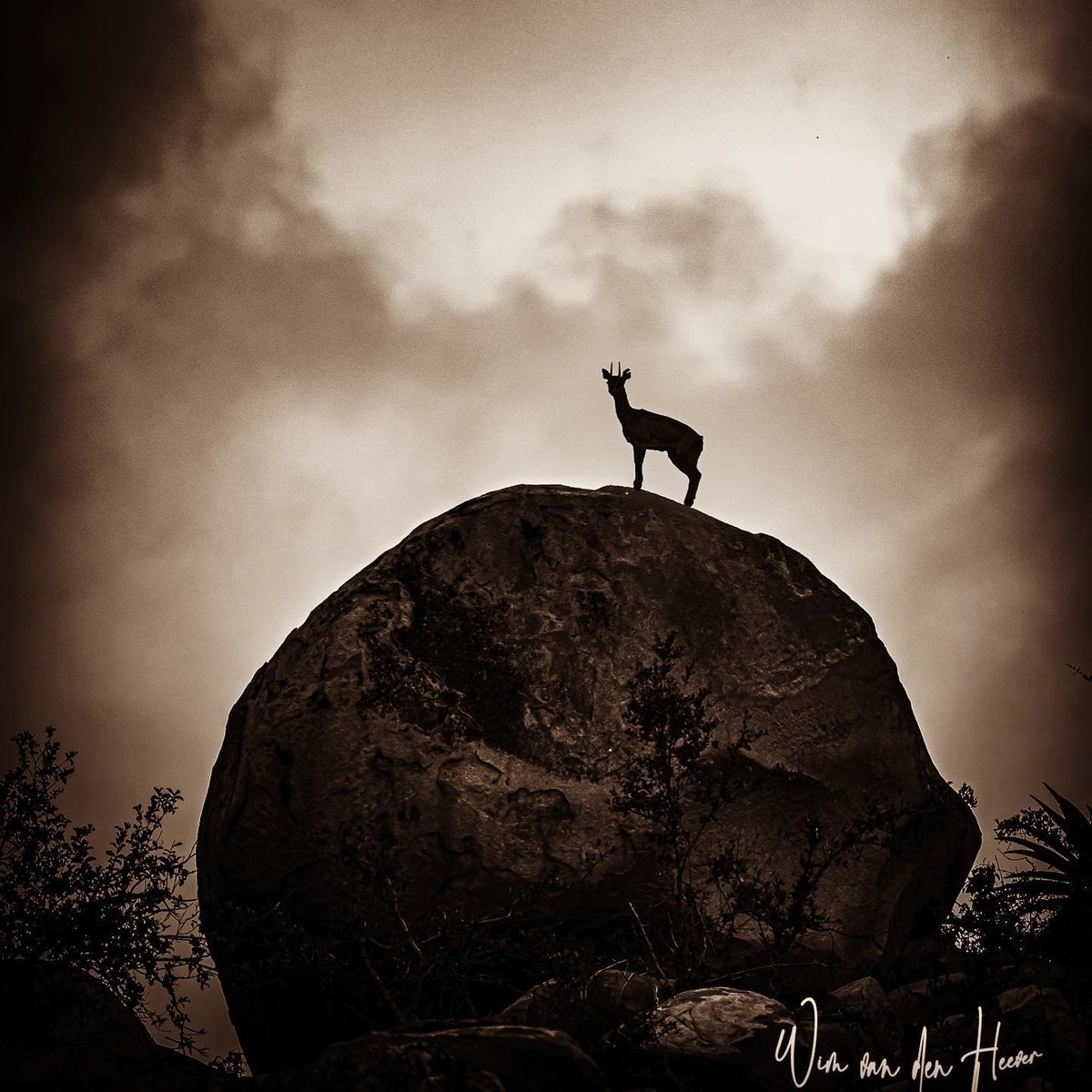 Endangered Mints tweet media