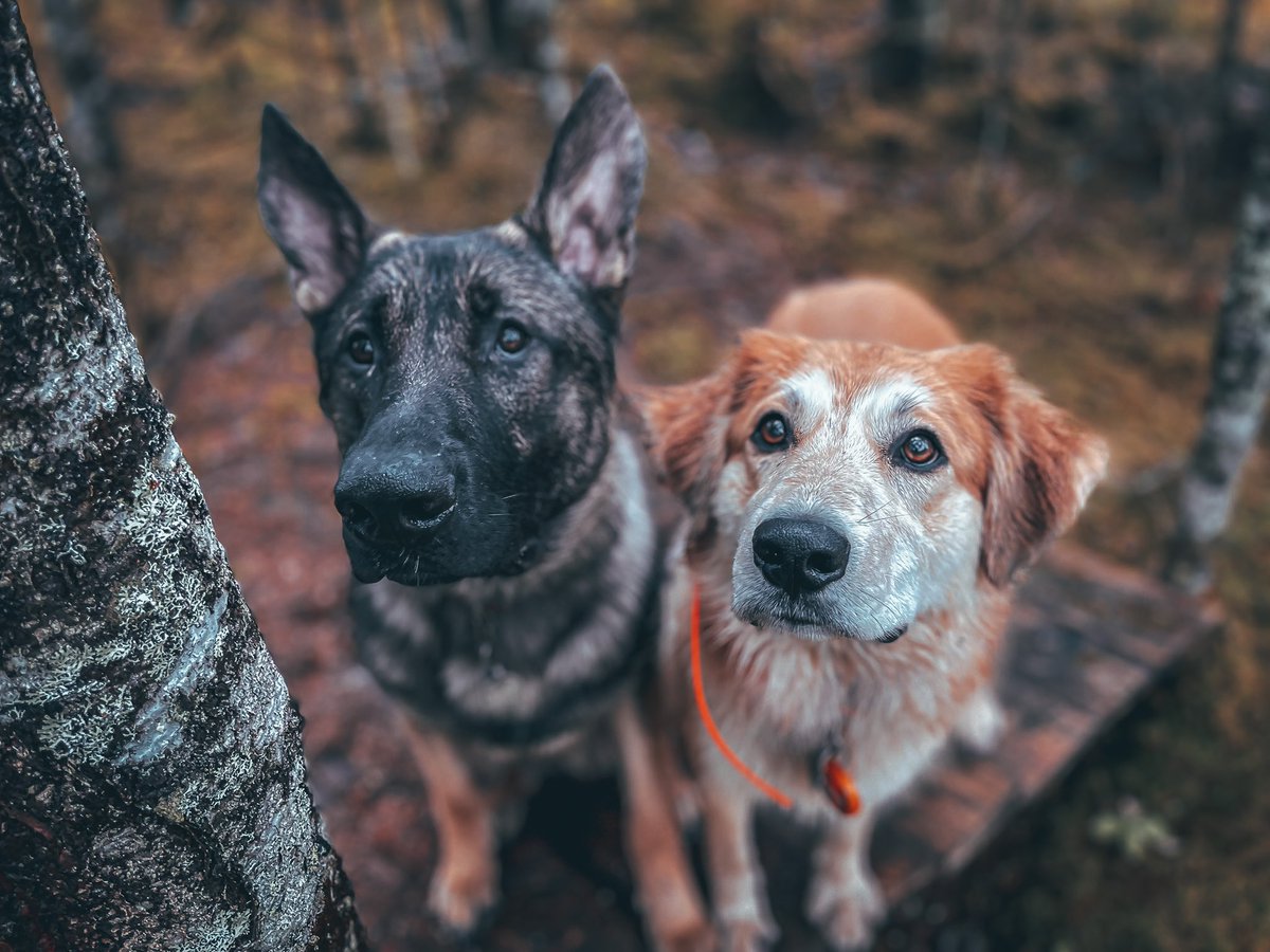 Well we decided to join the #twitterdogcommunity! Hope to see some familiar faces here 💕 for those that don’t know us, meet Torin and Nova!