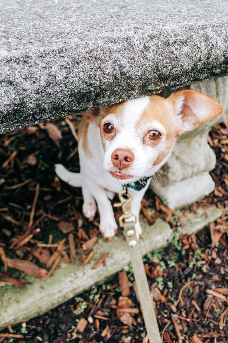 <a href="/thepackofaz/">Dulce & the pack</a> Hi friends! We’re a pack adventuring in the PNW - Oakley, Luna, &amp; the leader of the pack Peanut 🥰