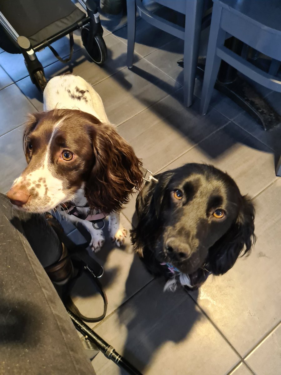 rina_riverlight's tweet photo. @DeborahMeaden They support me but aren't registered, so I can't go into establishments. I always make sure I can find dog friendly places so they can join me. https://t.co/mCBjSPkV0K