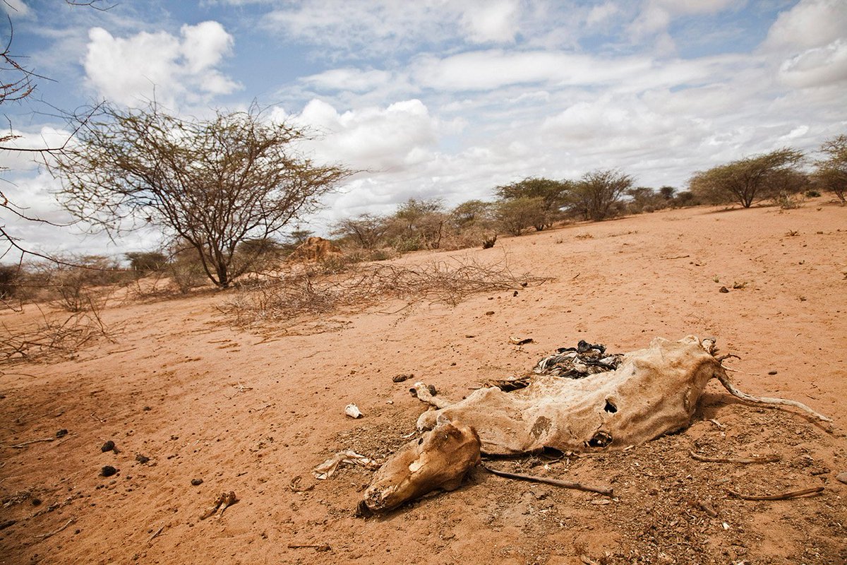 descifraguerra's tweet photo. 🇪🇹Alrededor de seis millones de personas necesitan ayuda humanitaria en Etiopía debido a la peor sequía que se ha dado en el país en 40 años. Kenia y Somalia también se están viendo afectados. https://t.co/EV5D10VXwH