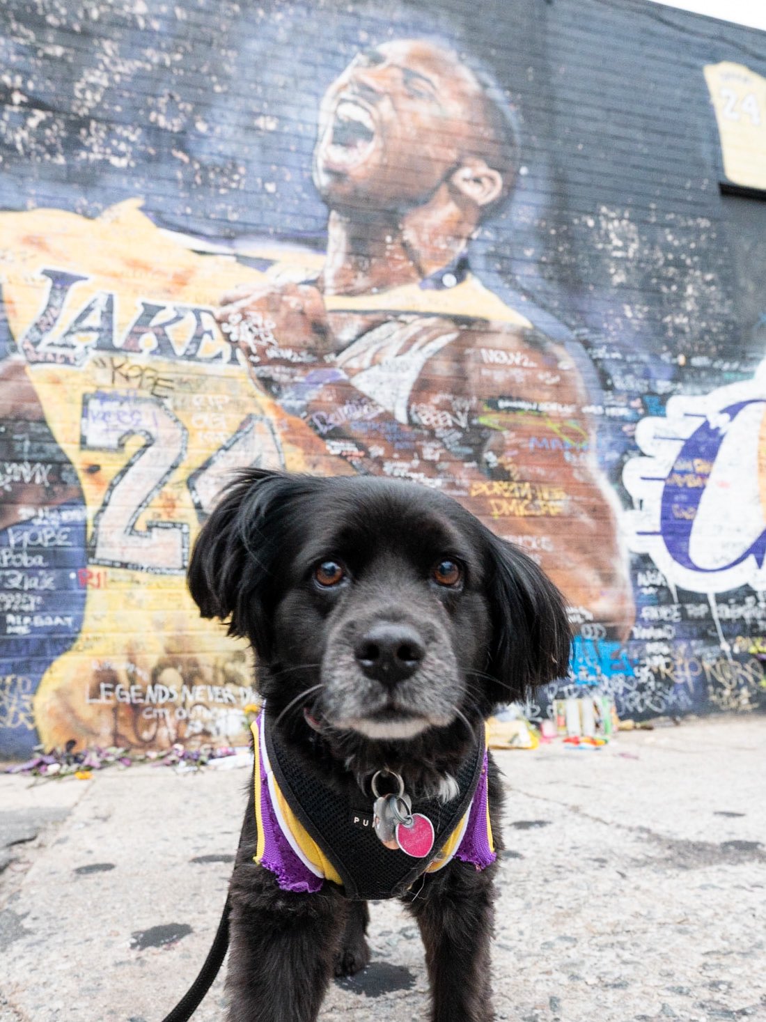 Kobe bryant hotsell dog collar