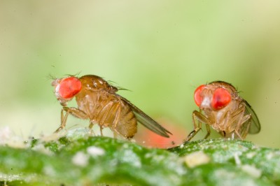 Jon Bridle (@jonrbridle) on Twitter photo Very pleased to review our work on rainforest fruitflies and Brown Argus butterflies and range margin evolution for a special issue of Phil Trans <a href="/RSocPublishing/">Royal Society Publishing</a> "Species ranges in the face of changing environments" with <a href="/eleanorkobrien/">Eleanor O'Brien</a> and <a href="/natureantics/">Greg Walter</a> royalsocietypublishing.org/doi/10.1098/rs⦠Very pleased to review our work on rainforest fruitflies and Brown Argus butterflies and range margin evolution for a special issue of Phil Trans <a href="/RSocPublishing/">Royal Society Publishing</a> "Species ranges in the face of changing environments" with <a href="/eleanorkobrien/">Eleanor O'Brien</a> and <a href="/natureantics/">Greg Walter</a> royalsocietypublishing.org/doi/10.1098/rsā¦