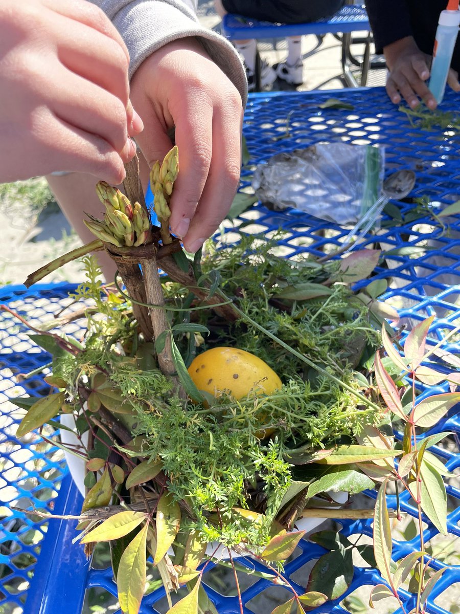 PumaPride's tweet photo. “Involve me and I learn” Mr. Harp’s 6th grade Science class is learning about nature by constructing bird nests using materials found on campus.#pumastrong https://t.co/cwliAwBZ5X